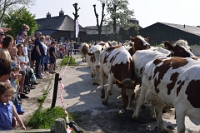 Koeien naar de wei Olen 13