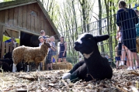 Kraamuurtje Hertenkamp (5)