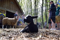 Kraamuurtje Hertenkamp (6)