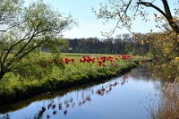 Klaprozen deel 2 (5)