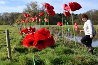 Klaprozen langs de Dommel (4)