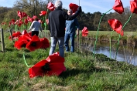 Klaprozen langs de Dommel (6)