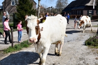 Koeien naar de wei 2021 (2)