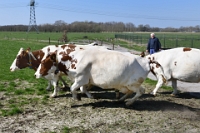 Koeien naar de wei 2021 (22)