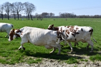 Koeien naar de wei 2021 (23)