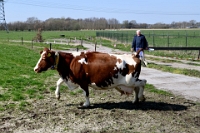 Koeien naar de wei 2021 (25)