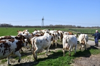 Koeien naar de wei 2021 (27)
