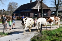 Koeien naar de wei 2021 (3)
