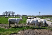 Koeien naar de wei 2021 (32)
