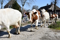 Koeien naar de wei 2021 (5)