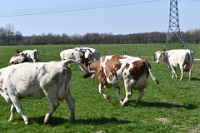 Koeien naar de wei 2021 (8)