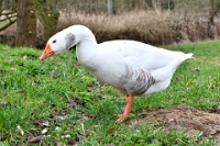 Gans langs de Dommel (2)