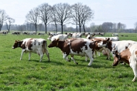 Koeien naar de wei Olen 13 (10)