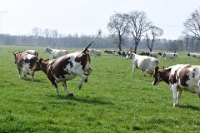 Koeien naar de wei Olen 13 (12)