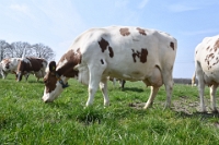 Koeien naar de wei Olen 13 (13)