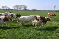 Koeien naar de wei Olen 13 (14)