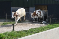 Koeien naar de wei Olen 13 (2)