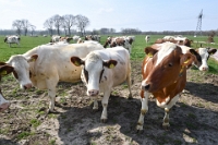 Koeien naar de wei Olen 13 (21)