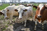 Koeien naar de wei Olen 13 (22)