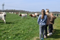 Koeien naar de wei Olen 13 (25)
