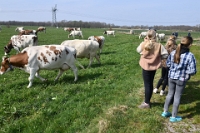 Koeien naar de wei Olen 13 (26)