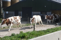 Koeien naar de wei Olen 13 (4)
