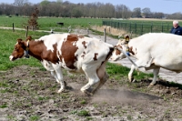 Koeien naar de wei Olen 13 (5)