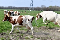Koeien naar de wei Olen 13 (6)
