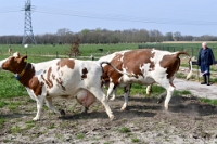 Koeien naar de wei Olen 13 (8)