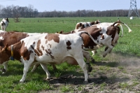Koeien naar de wei Olen 13 (9)