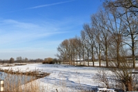 WIL 8555